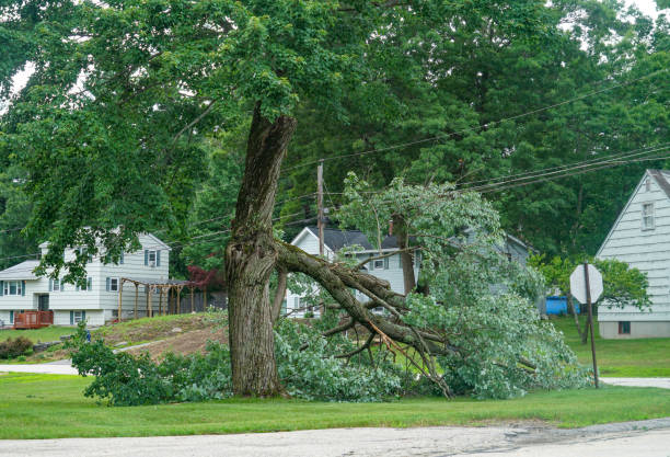 Reliable Liberty, NC Tree Services Solutions