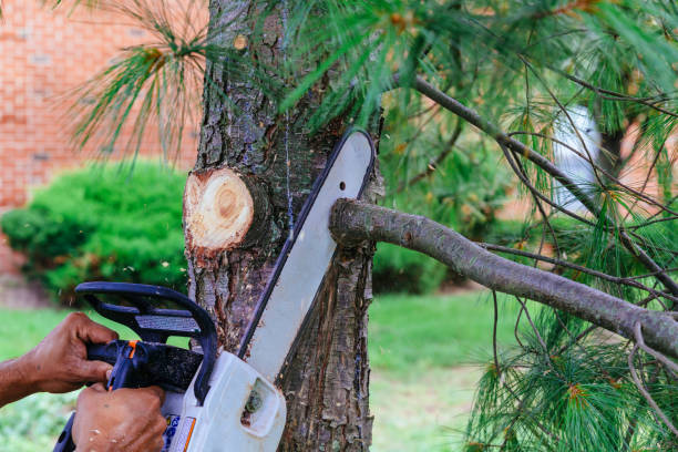 How Our Tree Care Process Works  in  Liberty, NC